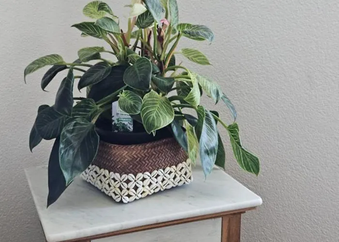 Apartament Casa Fery *