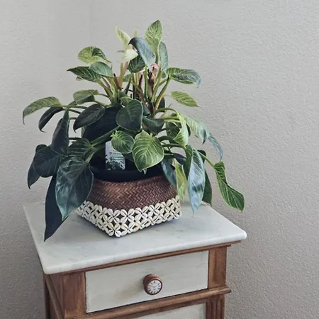 Apartman Casa Fery *